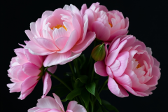 bouquets of peonies on dark background