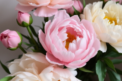 pink peonies