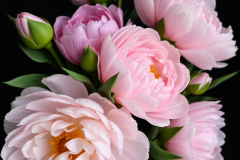 peonies