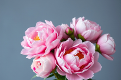 bouquets of peonies  on the backround grey