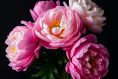 fiori di peonie